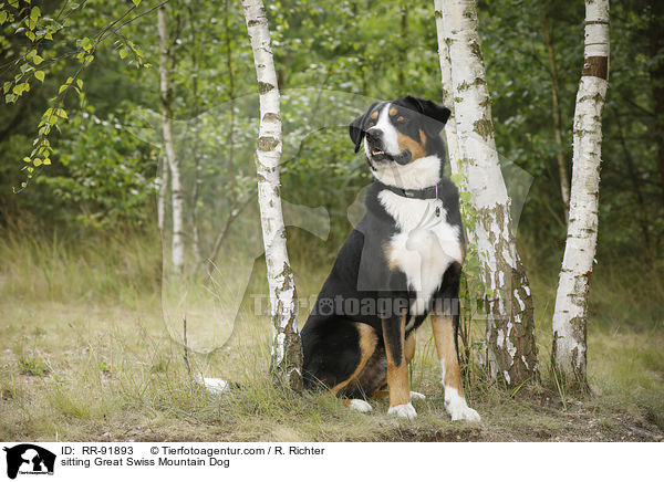 sitzender Groer Schweizer Sennenhund / sitting Great Swiss Mountain Dog / RR-91893
