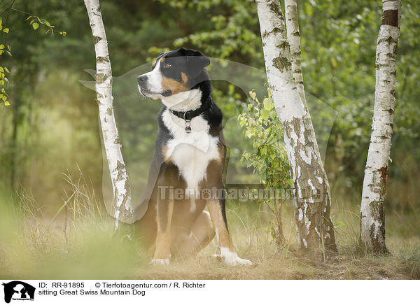 sitzender Groer Schweizer Sennenhund / sitting Great Swiss Mountain Dog / RR-91895
