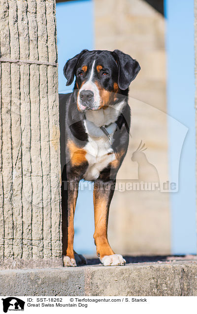 Groer Schweizer Sennenhund / Great Swiss Mountain Dog / SST-18262