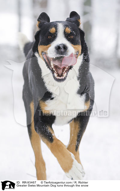 Greater Swiss Mountain Dog runs through the snow / RR-93467