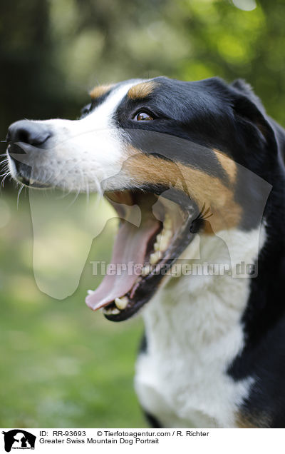 Greater Swiss Mountain Dog Portrait / RR-93693