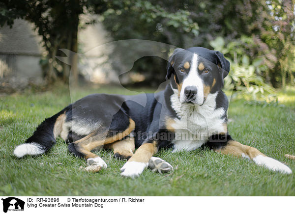 lying Greater Swiss Mountain Dog / RR-93696