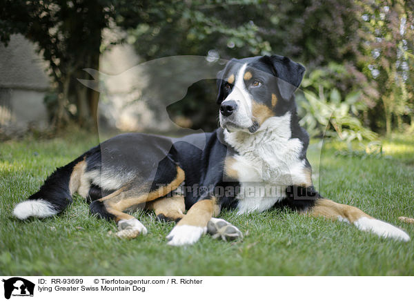 lying Greater Swiss Mountain Dog / RR-93699