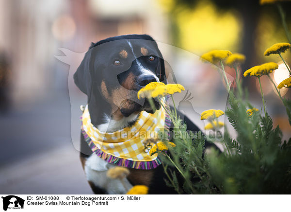 Groer Schweizer Sennenhund Portrait / Greater Swiss Mountain Dog Portrait / SM-01088