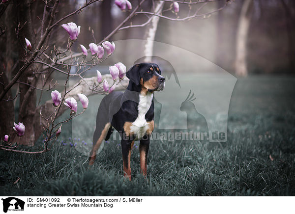 standing Greater Swiss Mountain Dog / SM-01092