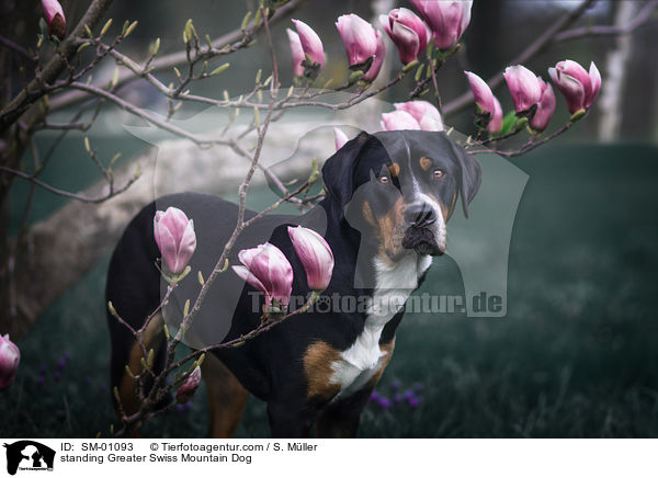 standing Greater Swiss Mountain Dog / SM-01093