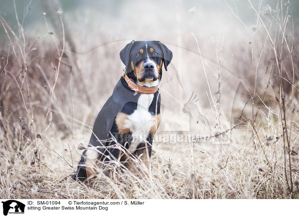 sitzender Groer Schweizer Sennenhund / sitting Greater Swiss Mountain Dog / SM-01094