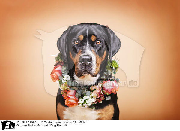 Groer Schweizer Sennenhund Portrait / Greater Swiss Mountain Dog Portrait / SM-01096