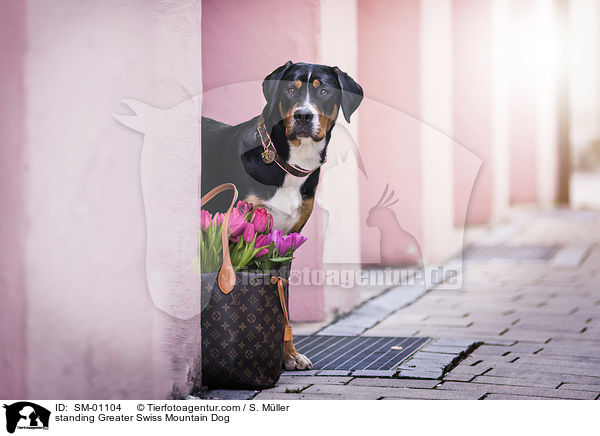 standing Greater Swiss Mountain Dog / SM-01104
