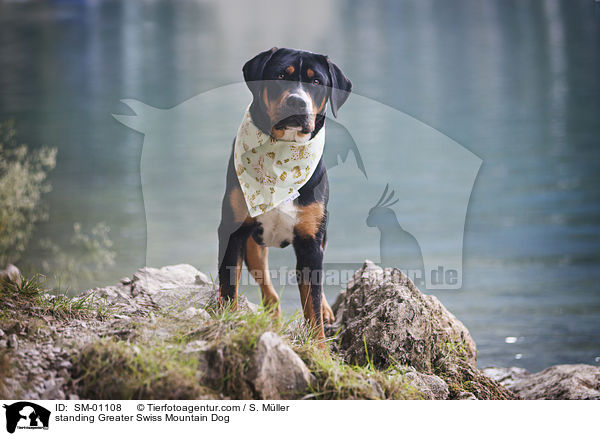 stehender Groer Schweizer Sennenhund / standing Greater Swiss Mountain Dog / SM-01108