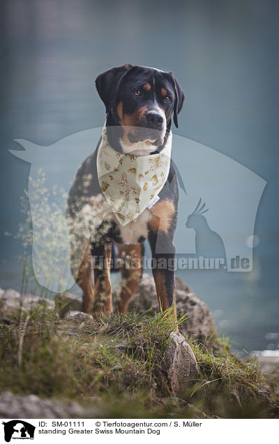 stehender Groer Schweizer Sennenhund / standing Greater Swiss Mountain Dog / SM-01111