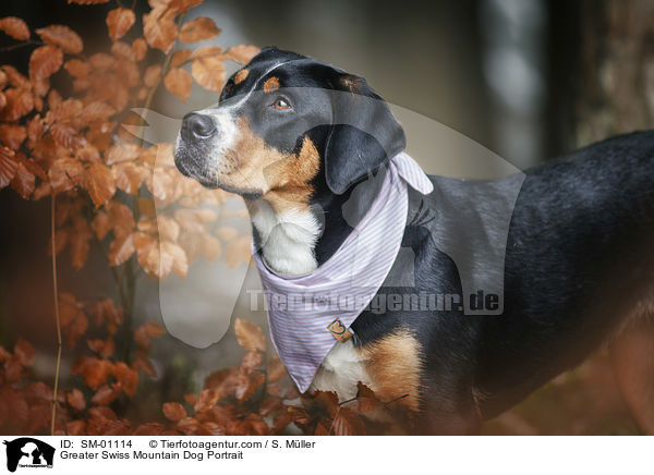 Greater Swiss Mountain Dog Portrait / SM-01114