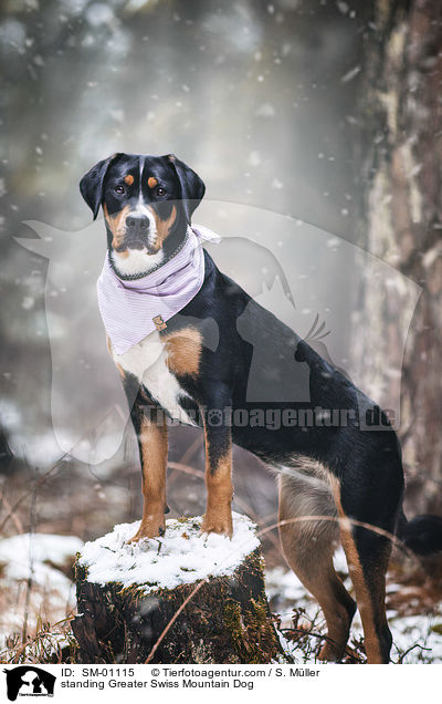 stehender Groer Schweizer Sennenhund / standing Greater Swiss Mountain Dog / SM-01115