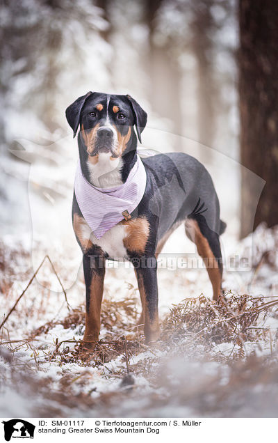 standing Greater Swiss Mountain Dog / SM-01117
