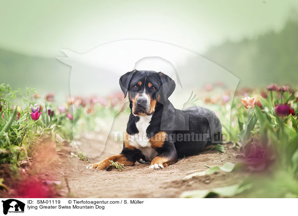 lying Greater Swiss Mountain Dog / SM-01119