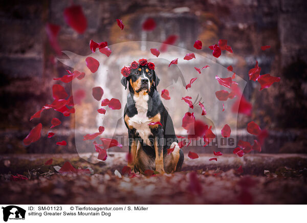 sitzender Gro�er Schweizer Sennenhund / sitting Greater Swiss Mountain Dog / SM-01123