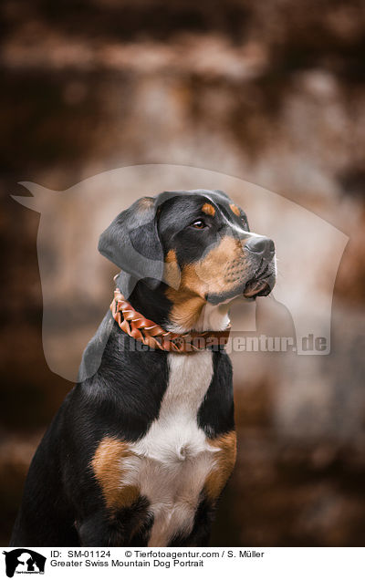 Groer Schweizer Sennenhund Portrait / Greater Swiss Mountain Dog Portrait / SM-01124
