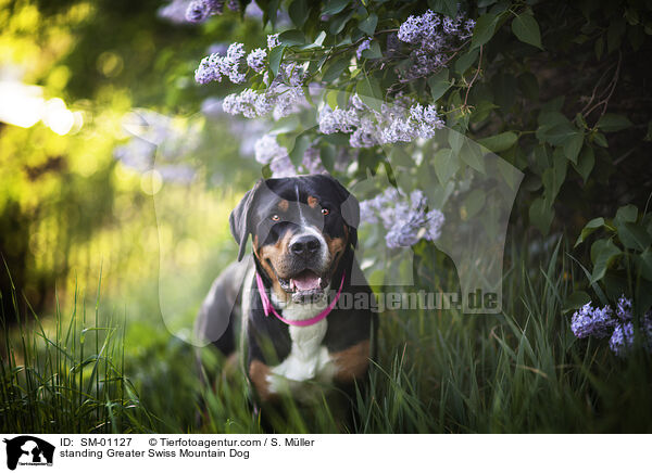 stehender Groer Schweizer Sennenhund / standing Greater Swiss Mountain Dog / SM-01127