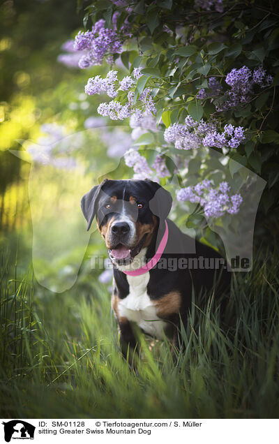 sitting Greater Swiss Mountain Dog / SM-01128