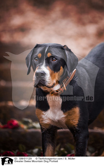 Groer Schweizer Sennenhund Portrait / Greater Swiss Mountain Dog Portrait / SM-01129