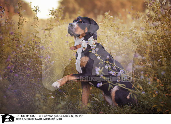 sitzender Groer Schweizer Sennenhund / sitting Greater Swiss Mountain Dog / SM-01135