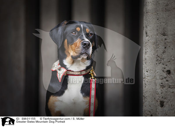 Groer Schweizer Sennenhund Portrait / Greater Swiss Mountain Dog Portrait / SM-01155