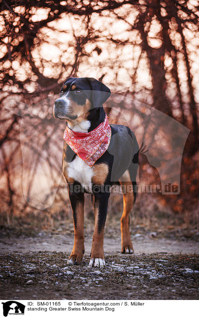stehender Groer Schweizer Sennenhund / standing Greater Swiss Mountain Dog / SM-01165