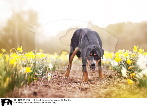 stehender Groer Schweizer Sennenhund / standing Greater Swiss Mountain Dog / SM-01186