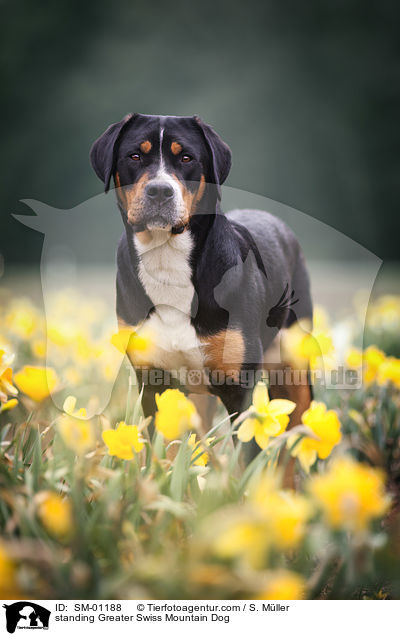 standing Greater Swiss Mountain Dog / SM-01188
