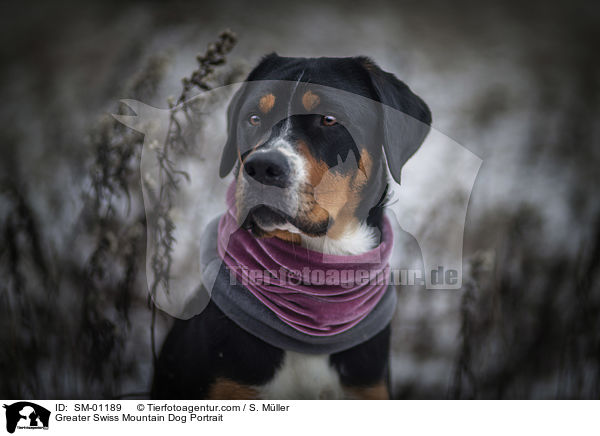 Greater Swiss Mountain Dog Portrait / SM-01189