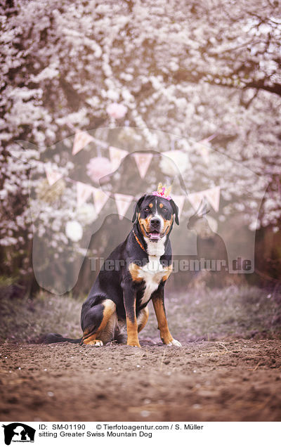 sitzender Groer Schweizer Sennenhund / sitting Greater Swiss Mountain Dog / SM-01190