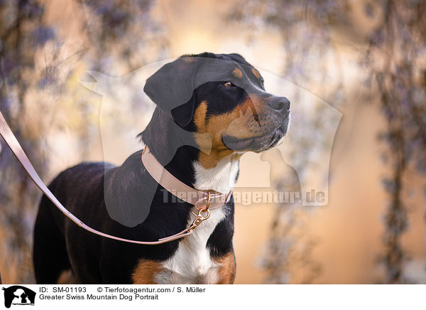 Greater Swiss Mountain Dog Portrait / SM-01193