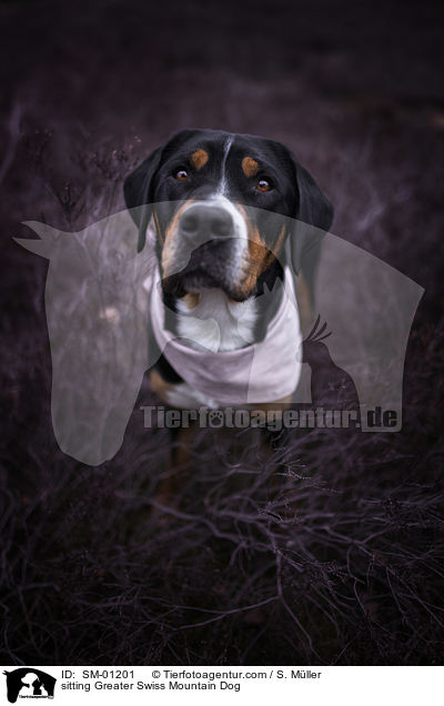 sitzender Groer Schweizer Sennenhund / sitting Greater Swiss Mountain Dog / SM-01201