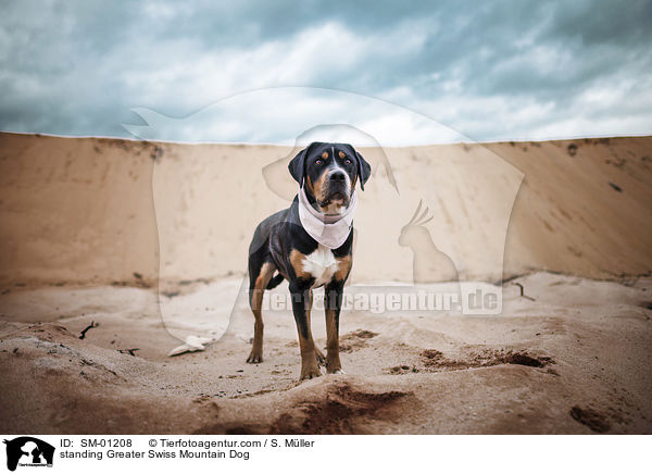 stehender Groer Schweizer Sennenhund / standing Greater Swiss Mountain Dog / SM-01208