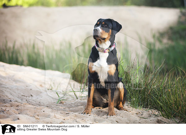 sitzender Groer Schweizer Sennenhund / sitting Greater Swiss Mountain Dog / SM-01211