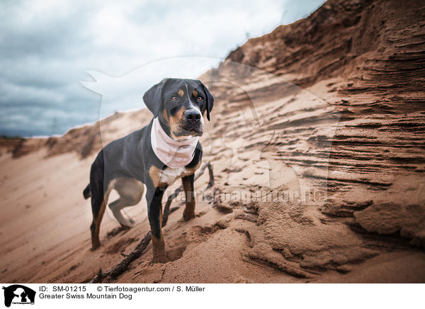Groer Schweizer Sennenhund / Greater Swiss Mountain Dog / SM-01215