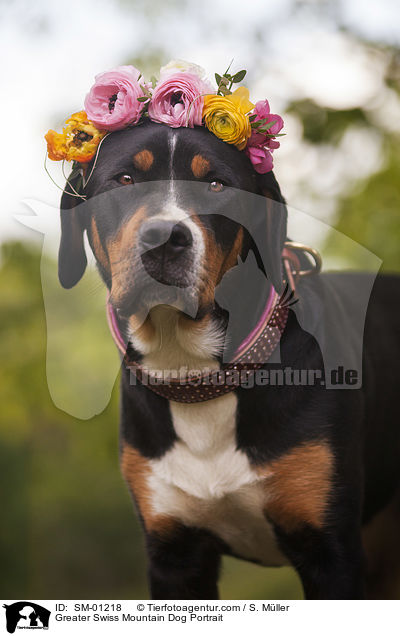 Groer Schweizer Sennenhund Portrait / Greater Swiss Mountain Dog Portrait / SM-01218