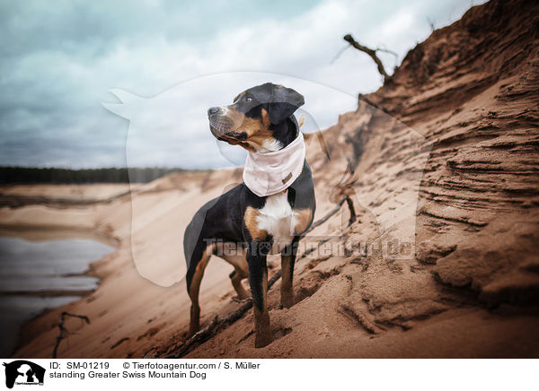 standing Greater Swiss Mountain Dog / SM-01219
