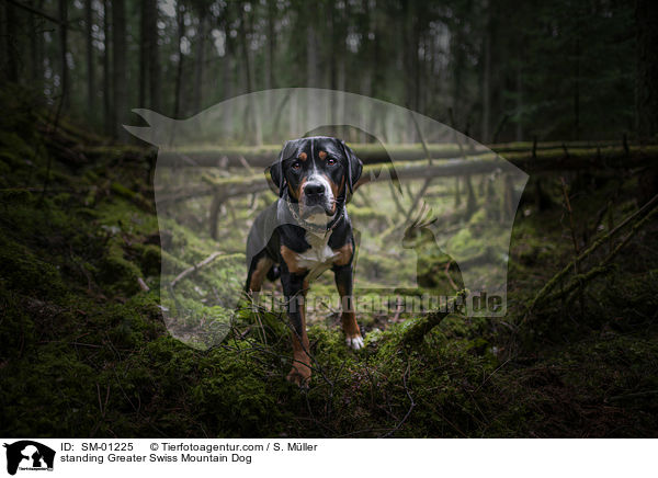 stehender Groer Schweizer Sennenhund / standing Greater Swiss Mountain Dog / SM-01225