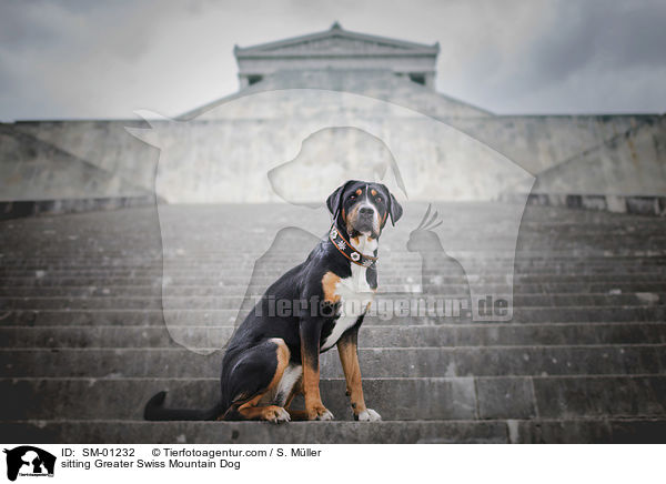 sitzender Groer Schweizer Sennenhund / sitting Greater Swiss Mountain Dog / SM-01232