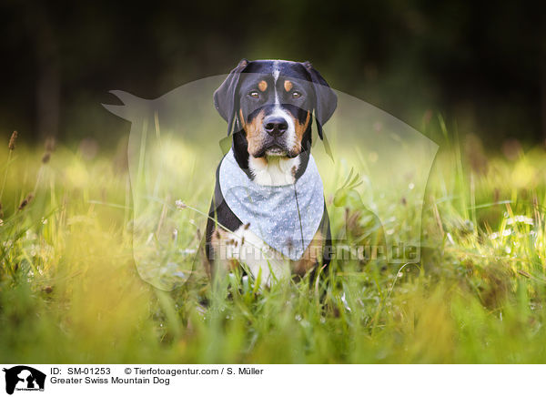 Groer Schweizer Sennenhund / Greater Swiss Mountain Dog / SM-01253