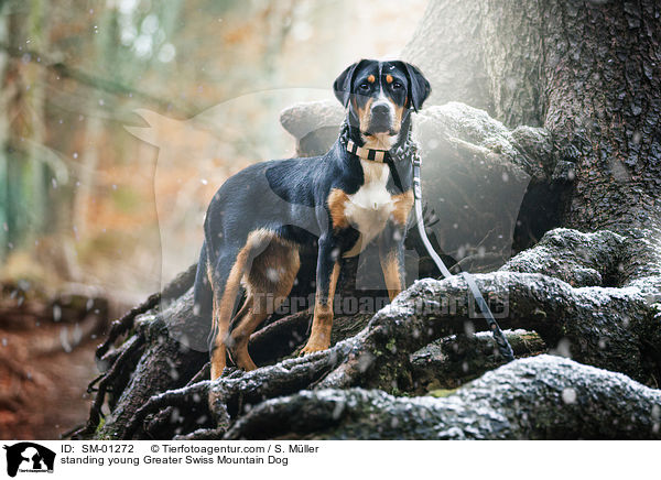stehender junger Groer Schweizer Sennenhund / standing young Greater Swiss Mountain Dog / SM-01272
