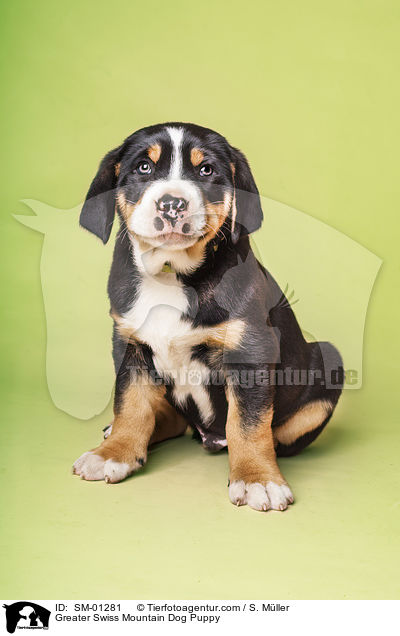 Greater Swiss Mountain Dog Puppy / SM-01281