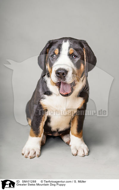 Groer Schweizer Sennenhund Welpe / Greater Swiss Mountain Dog Puppy / SM-01288