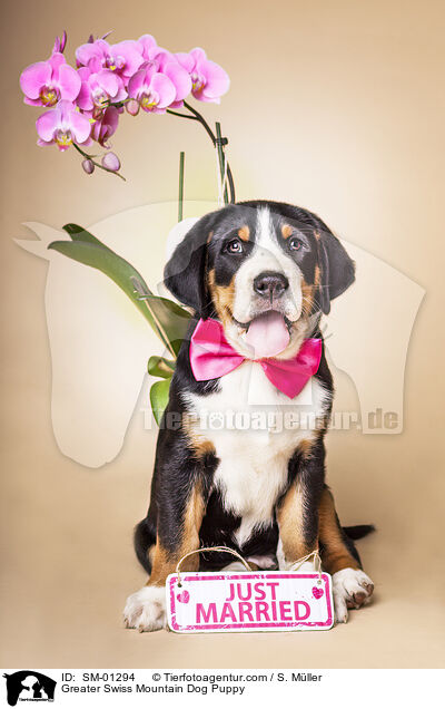 Greater Swiss Mountain Dog Puppy / SM-01294