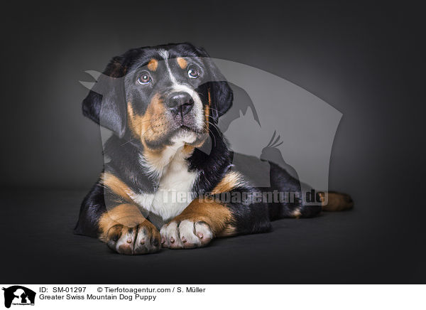 Greater Swiss Mountain Dog Puppy / SM-01297