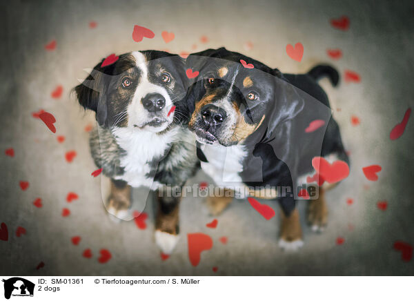 2 dogs / SM-01361