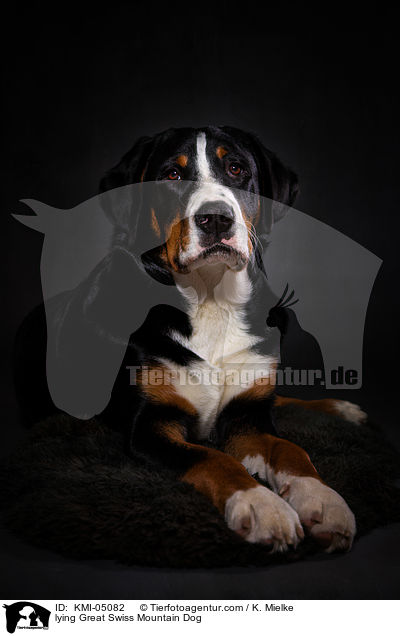lying Great Swiss Mountain Dog / KMI-05082
