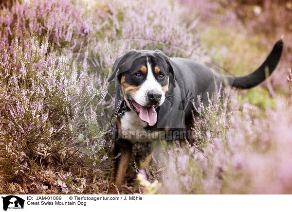 Groer Schweizer Sennenhund / Great Swiss Mountain Dog / JAM-01089