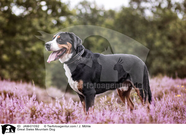 Groer Schweizer Sennenhund / Great Swiss Mountain Dog / JAM-01092